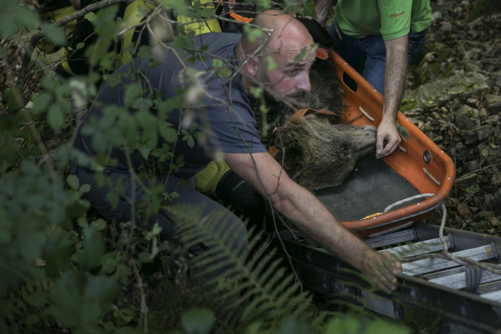 La FOA participó en el operativo de rescate de la osa que apareció herida en septiembre en Proaza